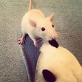 #rat