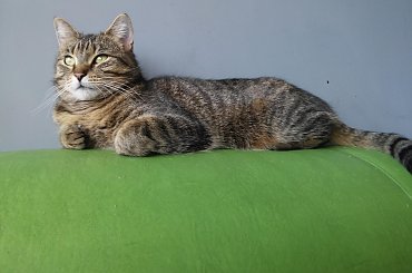 nina #kociaki #kot #koteczki #koty