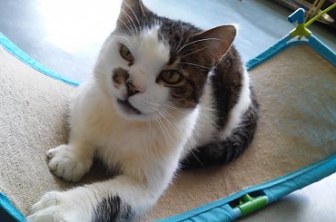 tajfun #kociaki #kot #koteczki #koty