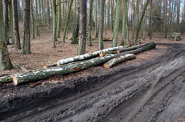 #las #jezioro #wiosna #Mazury #przyroda #krajobrazy