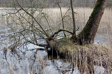 #las #jezioro #wiosna #Mazury #przyroda #krajobrazy