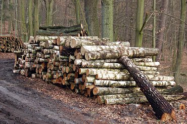 #las #jezioro #wiosna #Mazury #przyroda #krajobrazy