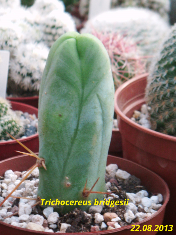 Trichocereus