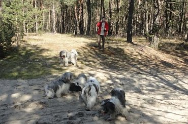 #PON #PolskiOwczarekNizinny #AmaCanem #szczenieta #hodowla