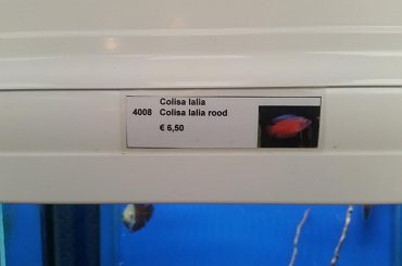 dino breda #Akwarium #breda #dino #RoślinyFiltry #ryby