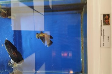 dino breda #Akwarium #breda #dino #RoślinyFiltry #ryby