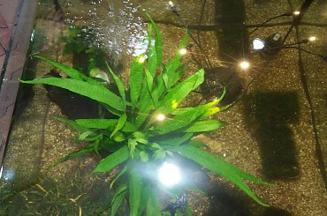 dino breda #Akwarium #breda #dino #RoślinyFiltry #ryby