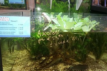 dino breda #Akwarium #breda #dino #RoślinyFiltry #ryby