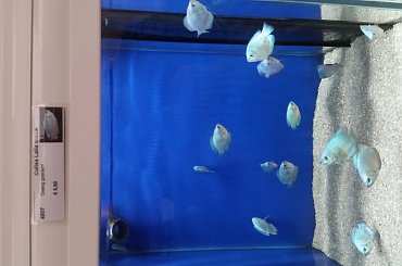 dino breda #Akwarium #breda #dino #RoślinyFiltry #ryby