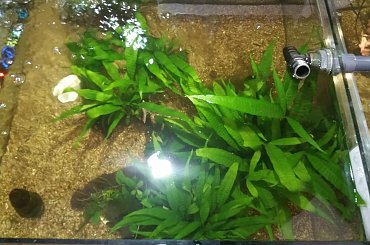 dino breda #Akwarium #breda #dino #RoślinyFiltry #ryby