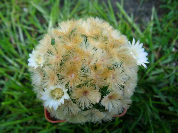 Mammillaria