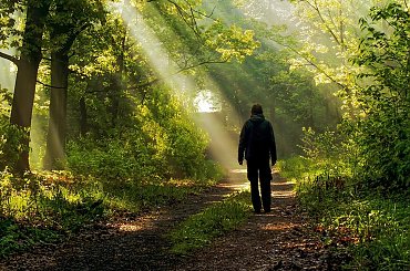 majowy poranek #kwiaty #las #makro #motyle #owady #przyroda #zwierzęta