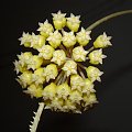 Hoya sp. Flores Island UT038