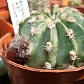 Echinopsis sp. A67