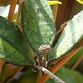 Hoya finlaysonii