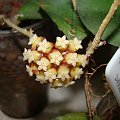 Hoya sp. Sabah AG08-24