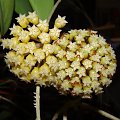 Hoya sp. KPS EPC-323 & Hoya sp. Flores Island UT038