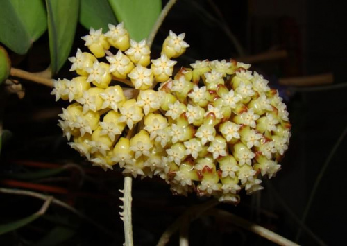 Hoya sp. KPS EPC-323 & Hoya sp. Flores Island UT038