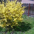 forsycja