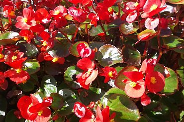 Czerwone kwiaty #kwiaty #ogród