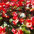 Czerwone kwiaty #kwiaty #ogród
