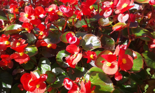 Czerwone kwiaty #kwiaty #ogród