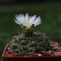 Gymnocalycium spec. STO 90-394