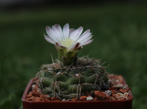 Gymnocalycium spec. STO 90-394