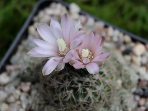 Gymnocalycium bruchii ssp. albispinum SE 1