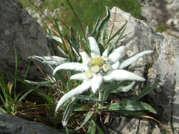 Szarotka alpejska