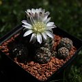 Gymnocalycium bruchii LF 93, Argentina Copina, Cordoba, 1500m