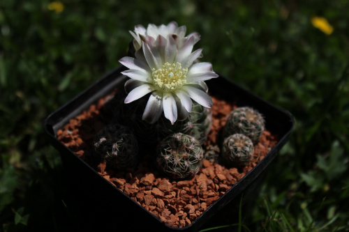 Gymnocalycium bruchii LF 93, Argentina Copina, Cordoba, 1500m