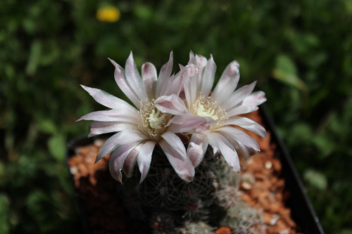 Gymnocalycium bruchii