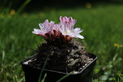 Gymnocalycium carolinense GN 90-273/876