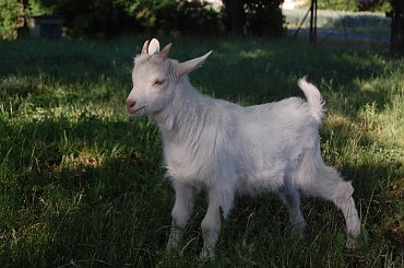 kozy 22.04.2015 #kozy #zwierzęta