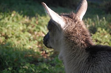 kozy 22.04.2015 #kozy #zwierzęta