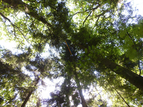Lądowanie w lesie #kadłub