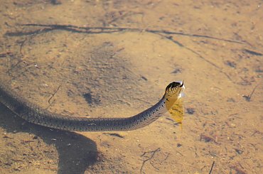 Zaskroniec #Zaskroniec #przyroda #natura #woda