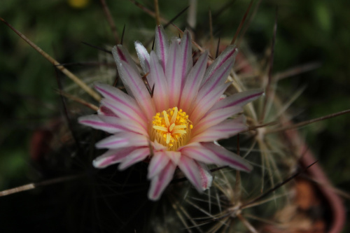 Thelocactus lausseri