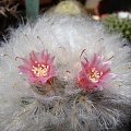 Mammillaria bocasiana