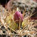 Gymnocalycium