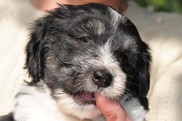 #PON #AmaCanem #szczeniaki #psy