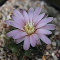 Gymnocalycium bruchii var. brigittae P 214, Argentyna, Cordoba, Taninga, 1850 m