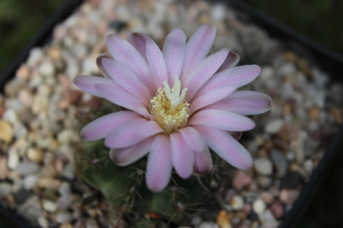 Gymnocalycium bruchii var. brigittae P 214, Argentyna, Cordoba, Taninga, 1850 m