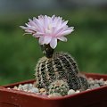 Gymnocalycium bruchii v. niveum, VS 144, La Higuerita, Cordoba, Argentina, 1300m