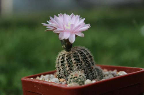 Gymnocalycium bruchii v. niveum, VS 144, La Higuerita, Cordoba, Argentina, 1300m