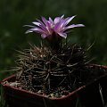 Gymnocalycium neuhuberii, GN 89-77/363, Suyuque Nuevo, San Luis, Argentina