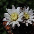 Gymnocalycium taningaense