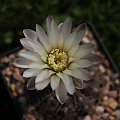 Gymnocalycium taningaense P 212