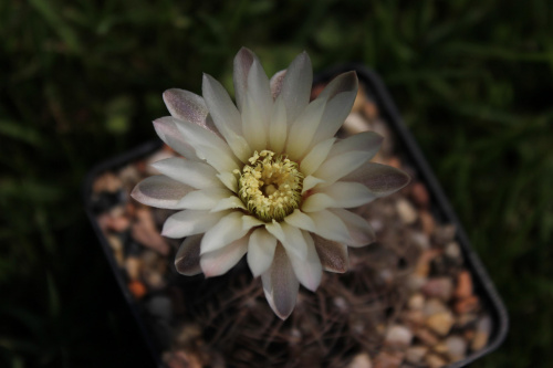 Gymnocalycium taningaense P 212